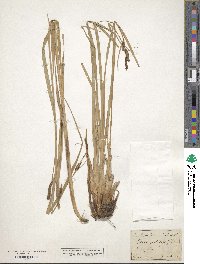 Carex acutiformis image