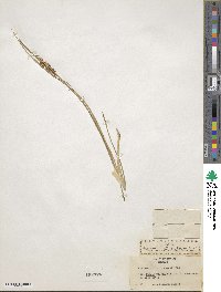 Carex paniculata image