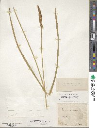 Carex paniculata image