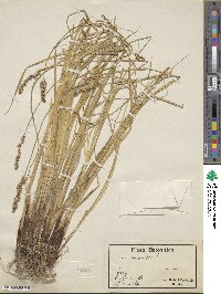 Carex paniculata image