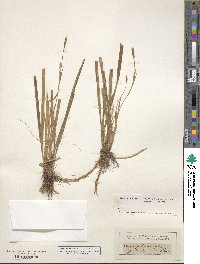 Carex pilosa image