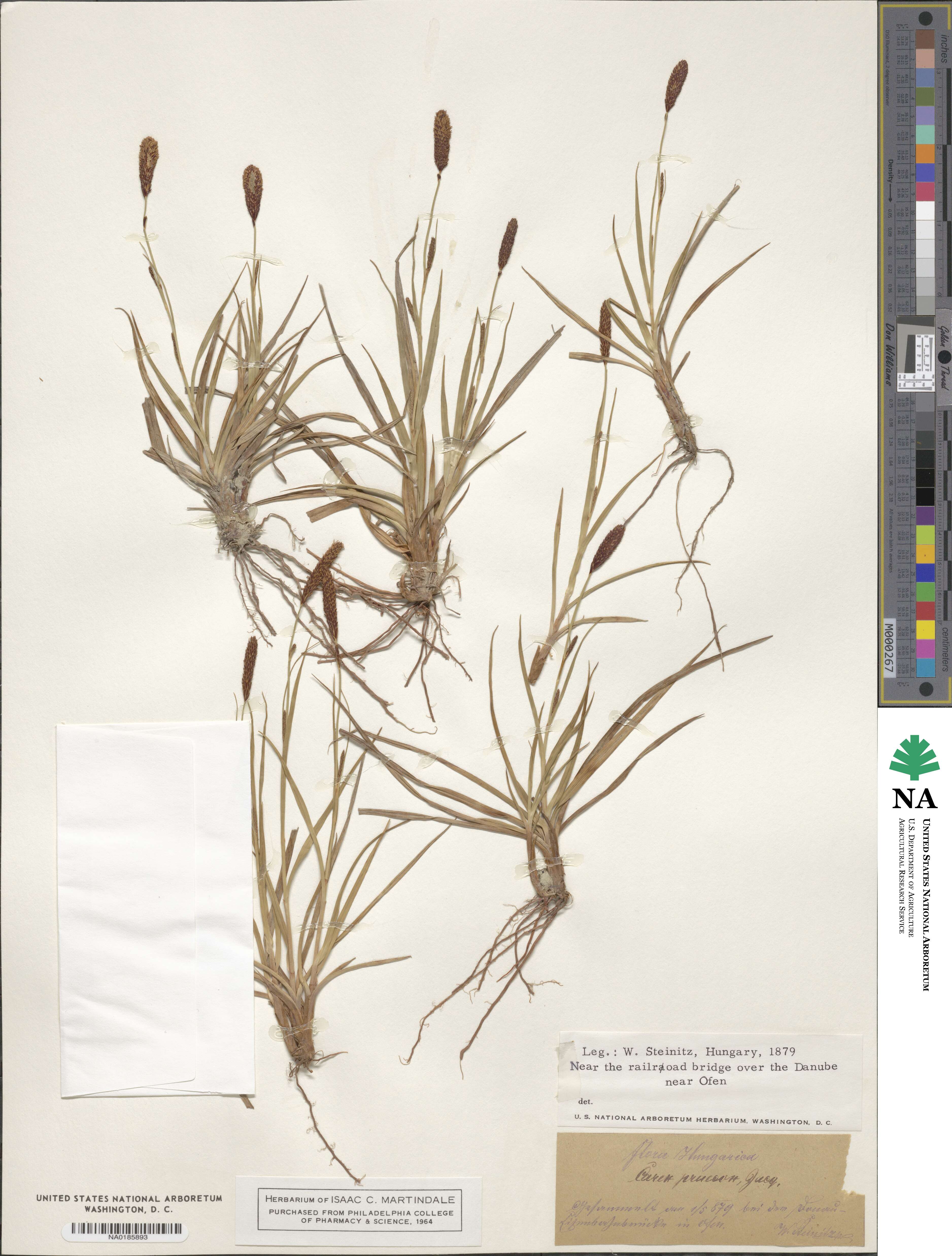 Carex praecox image