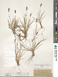 Carex praecox image