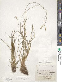 Carex praecox image