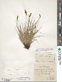 Carex praecox image