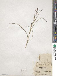 Carex praecox image