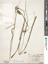 Carex pseudocyperus image