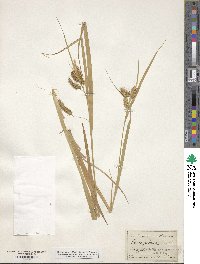 Carex pseudocyperus image