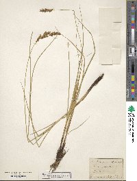 Carex paradoxa image