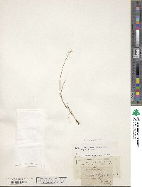 Carex pauciflora image