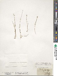 Carex pauciflora image