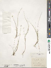 Carex pauciflora image