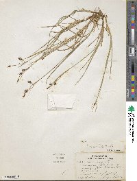 Carex magellanica subsp. irrigua image