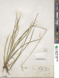 Carex magellanica subsp. irrigua image