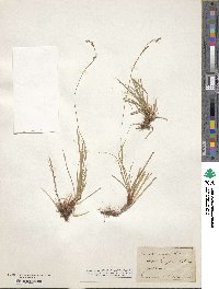 Carex pediformis image