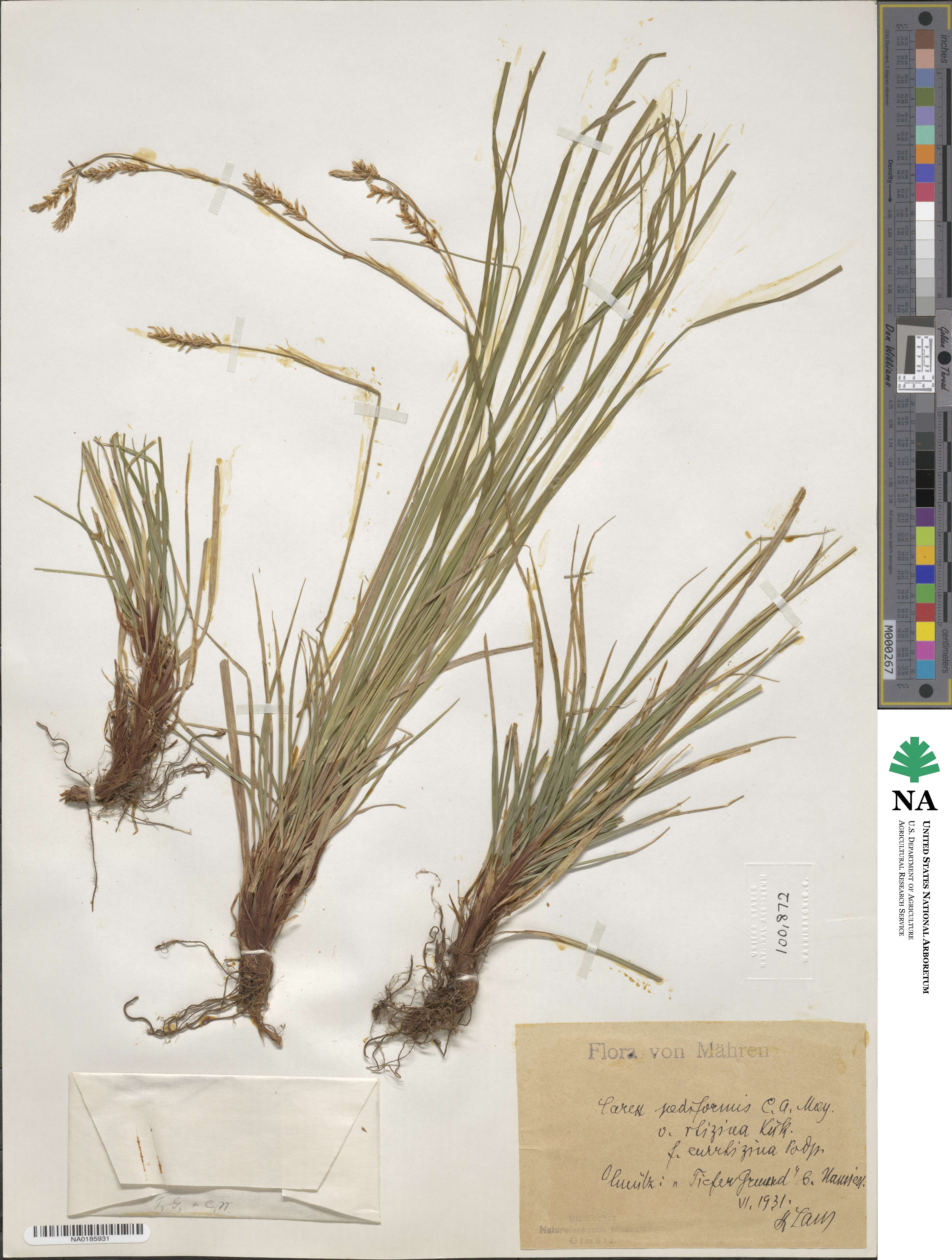 Carex rhizina image