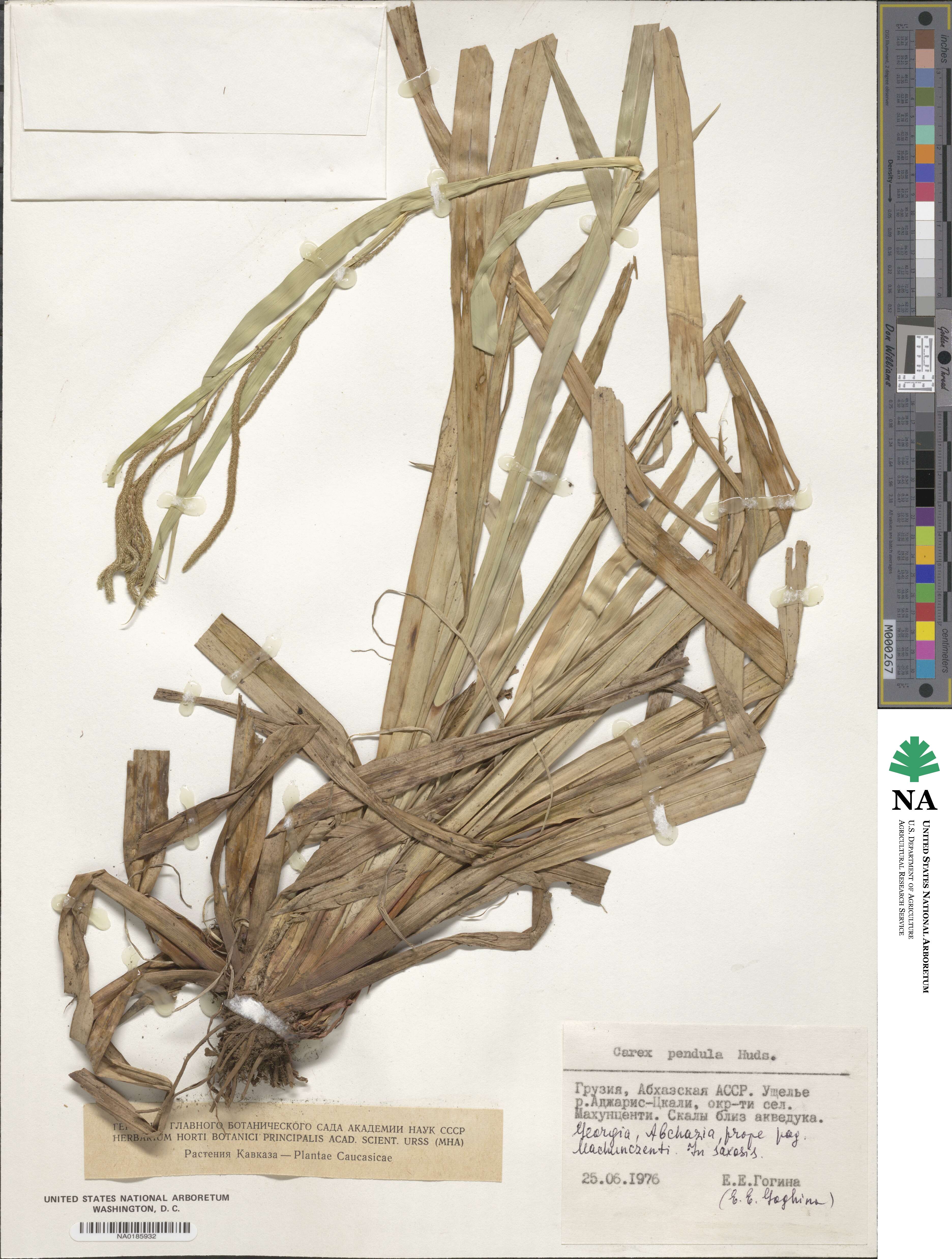 Carex pendula image