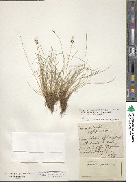 Carex pulicaris image