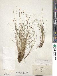 Carex pulicaris image