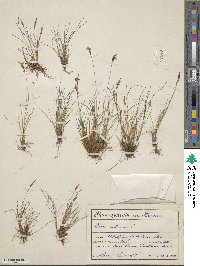 Carex pulicaris image