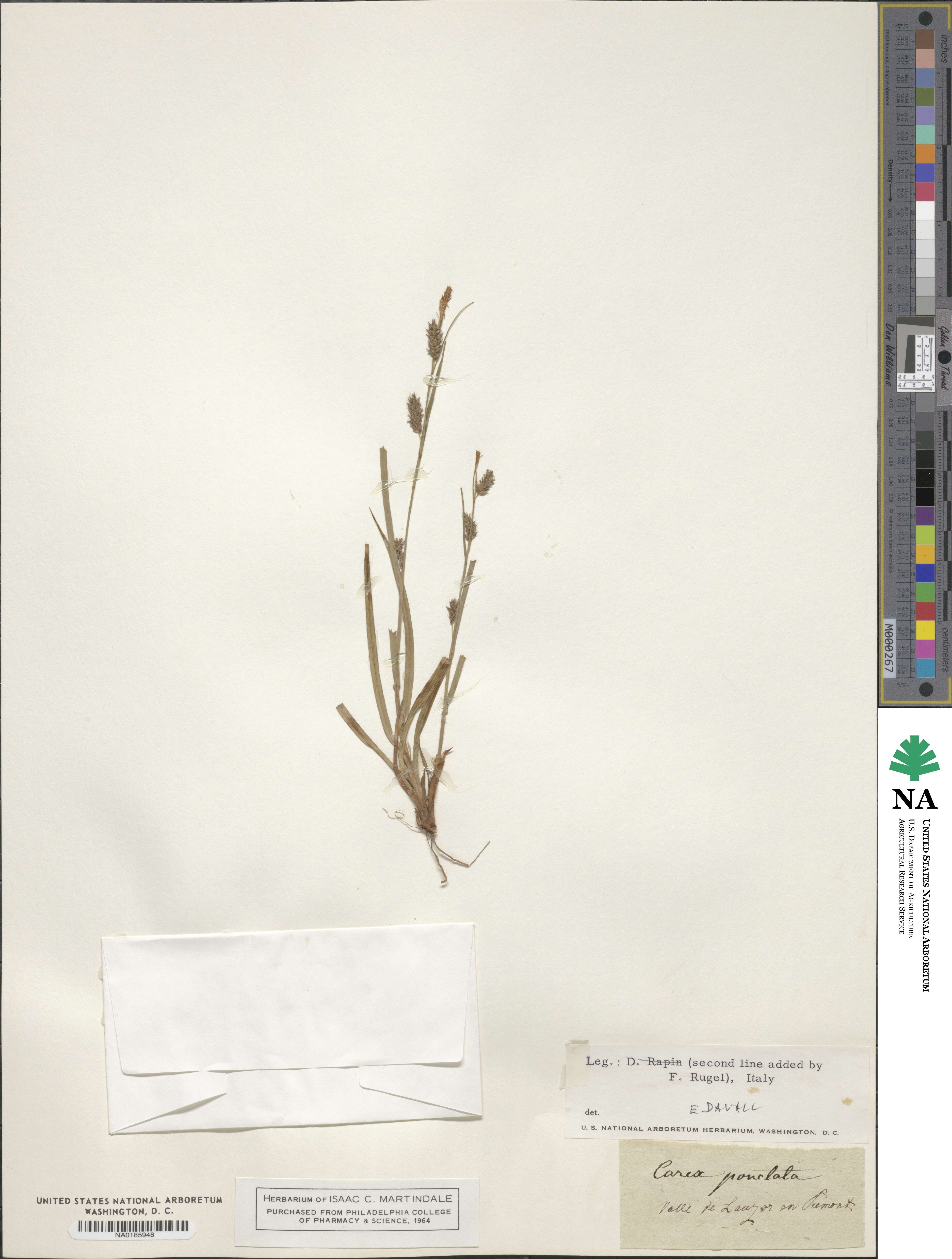 Carex punctata image