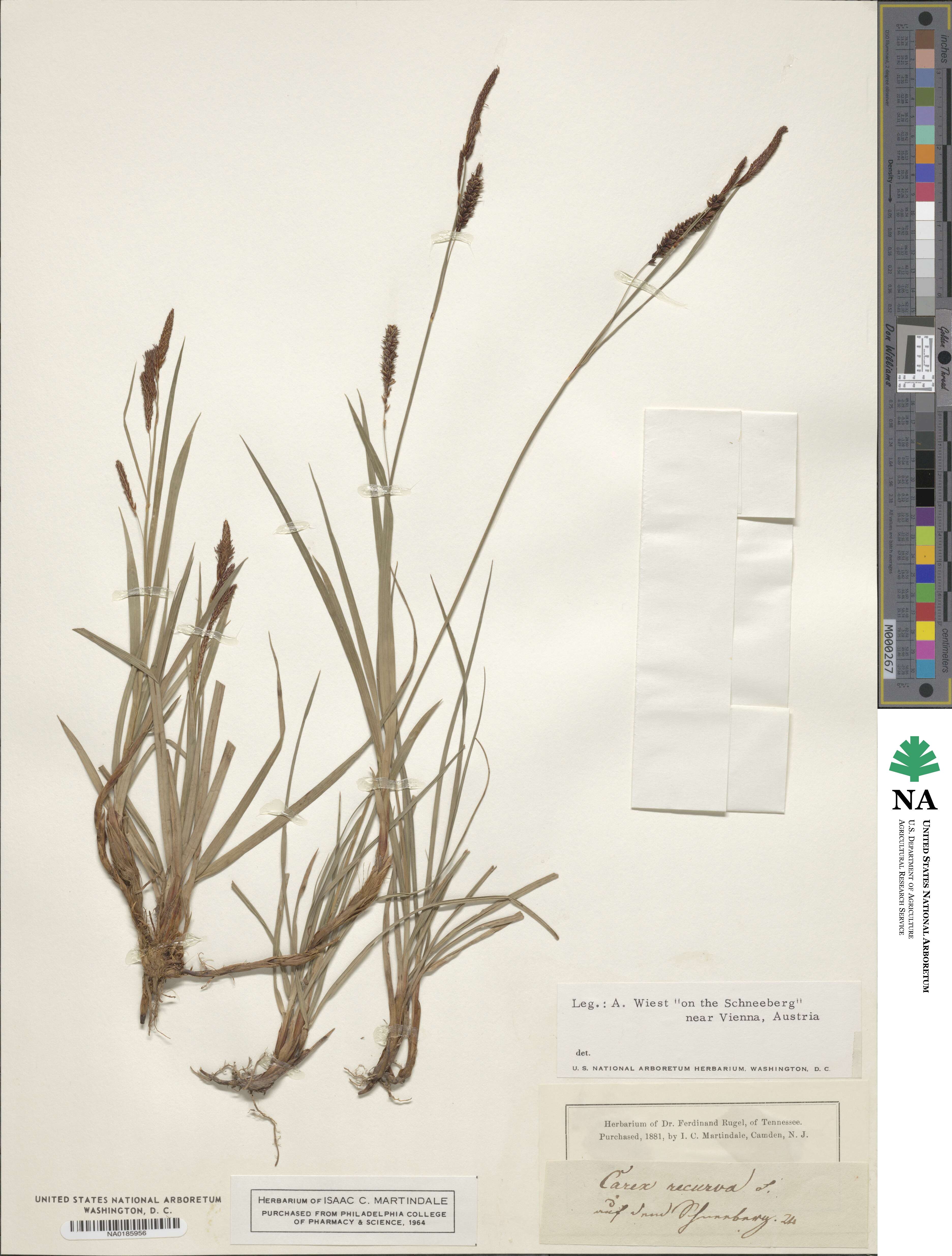 Carex recurva image