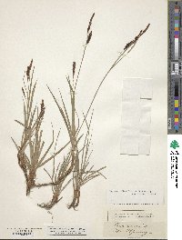 Carex recurva image