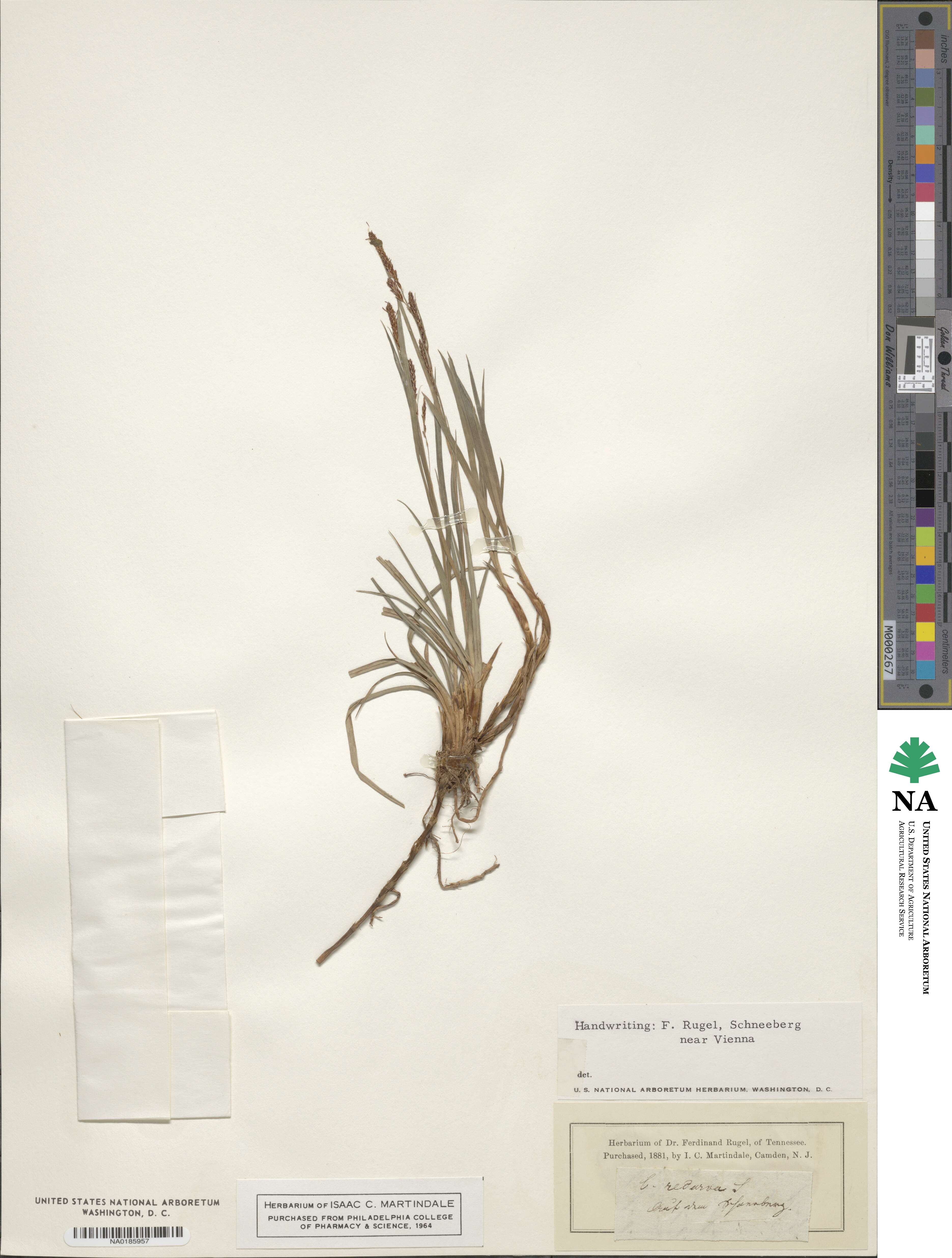 Carex recurva image