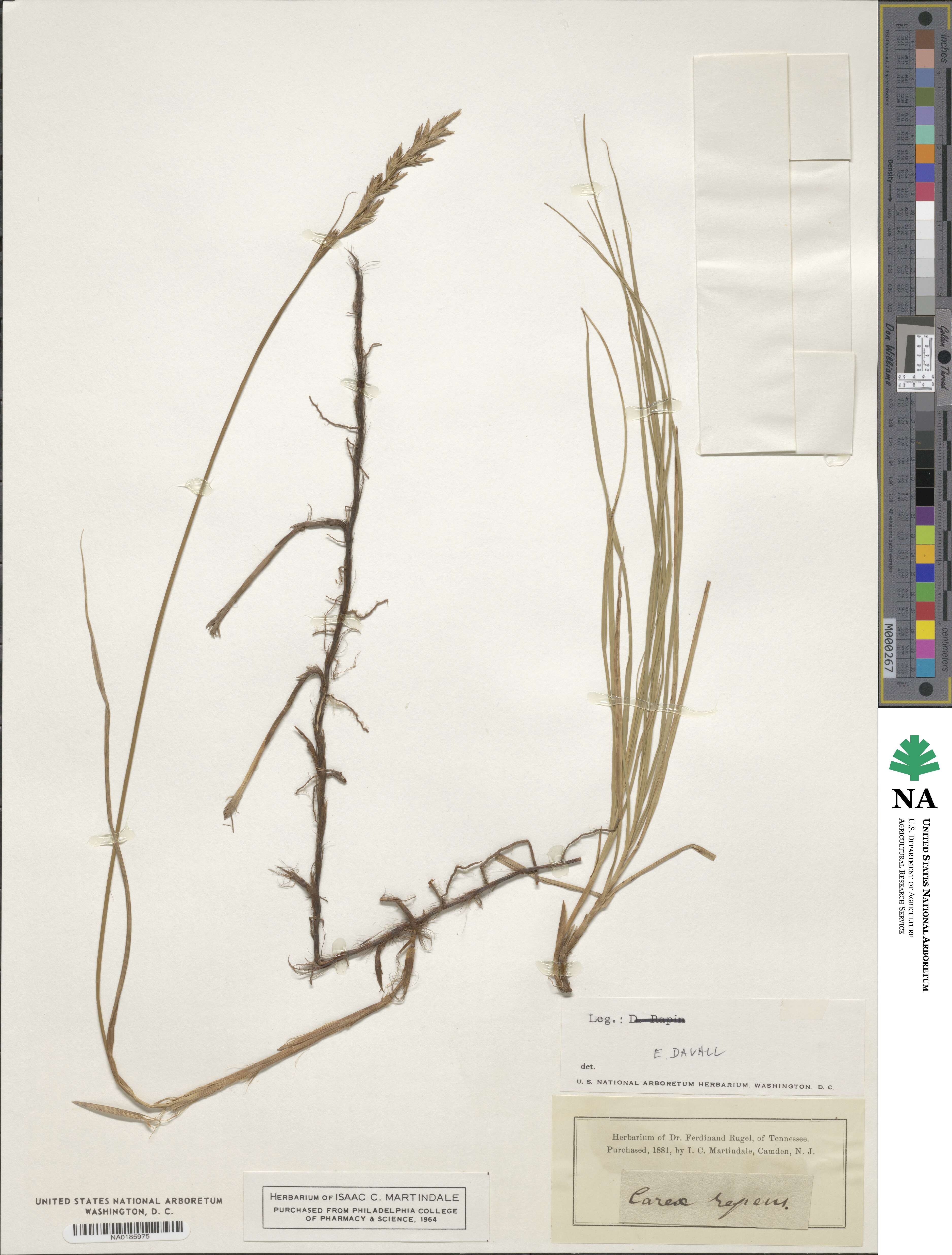 Carex repens image