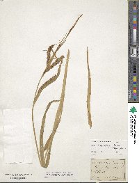 Carex rhynchophysa image