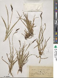 Carex rigida image