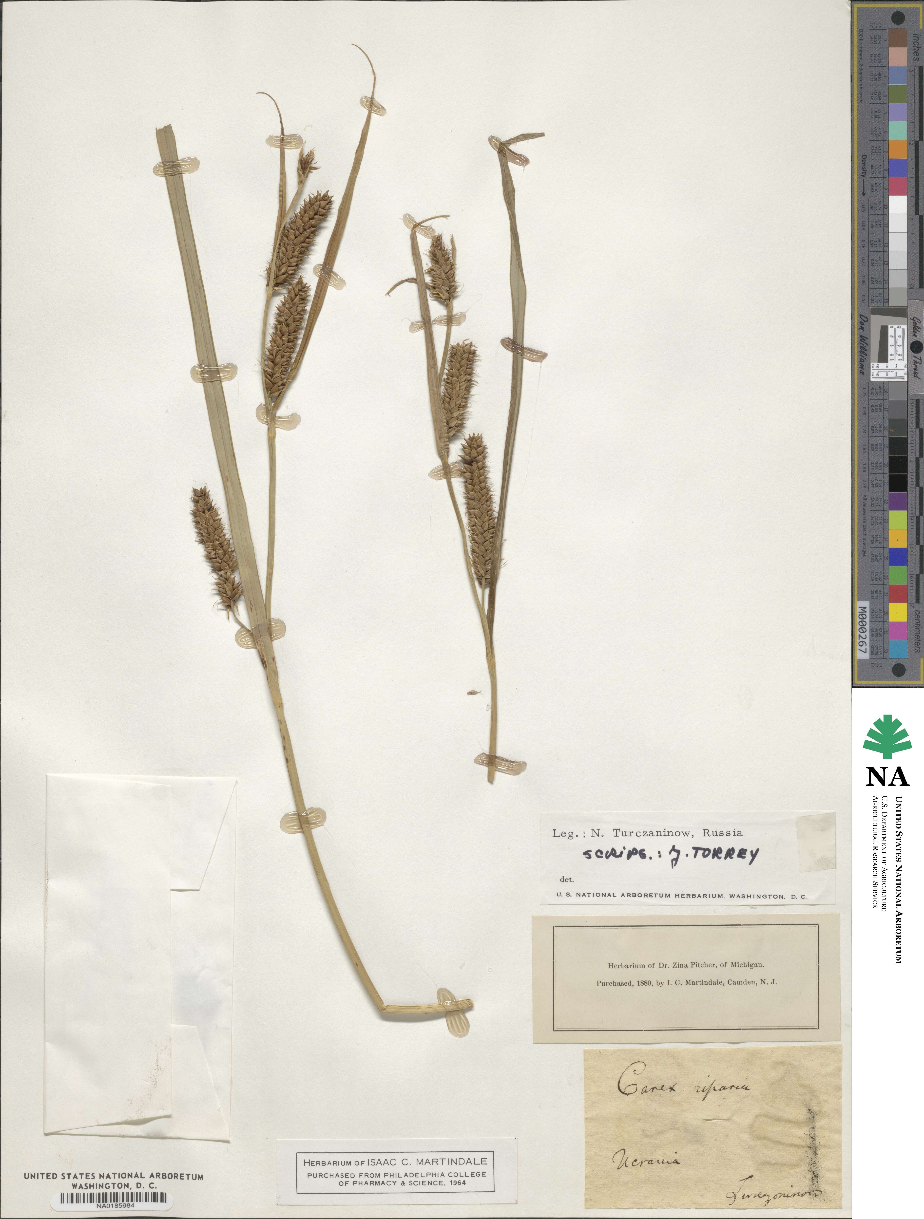Carex riparia image