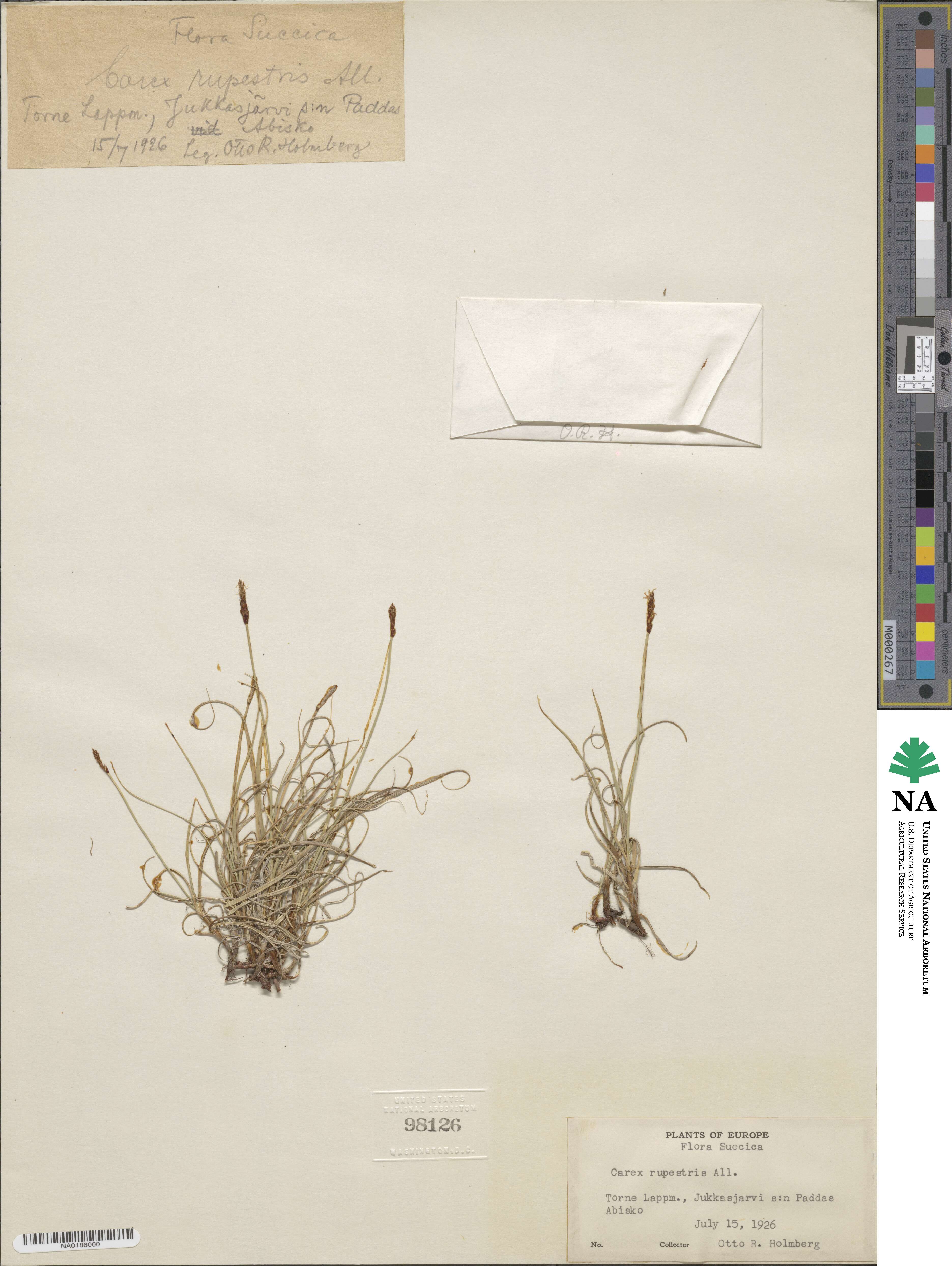 Carex rupestris image