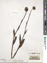 Orchis globosa image