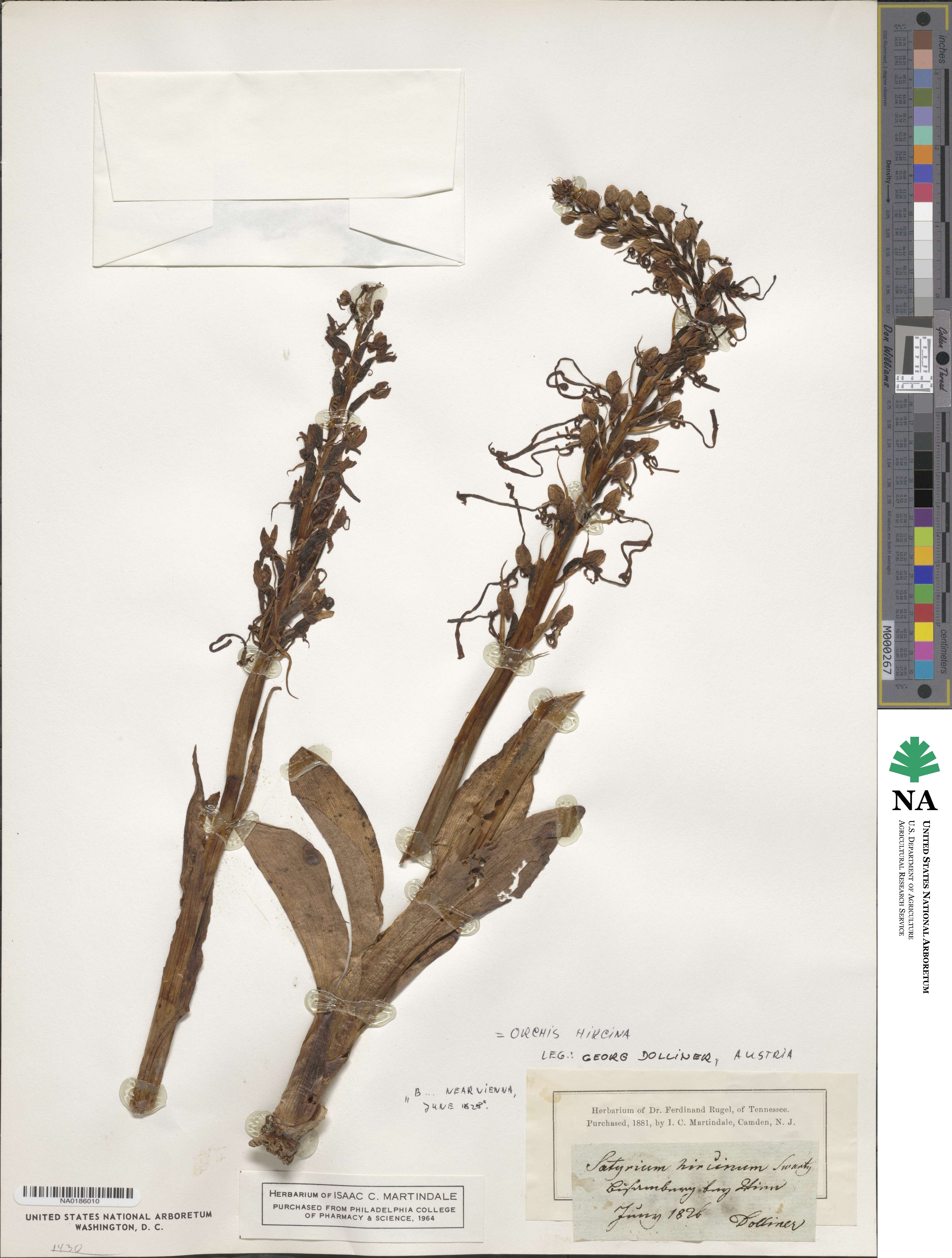 Himantoglossum image