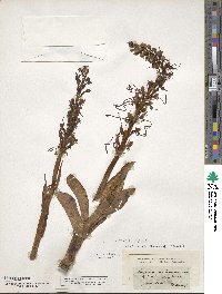 Image of Himantoglossum hircinum