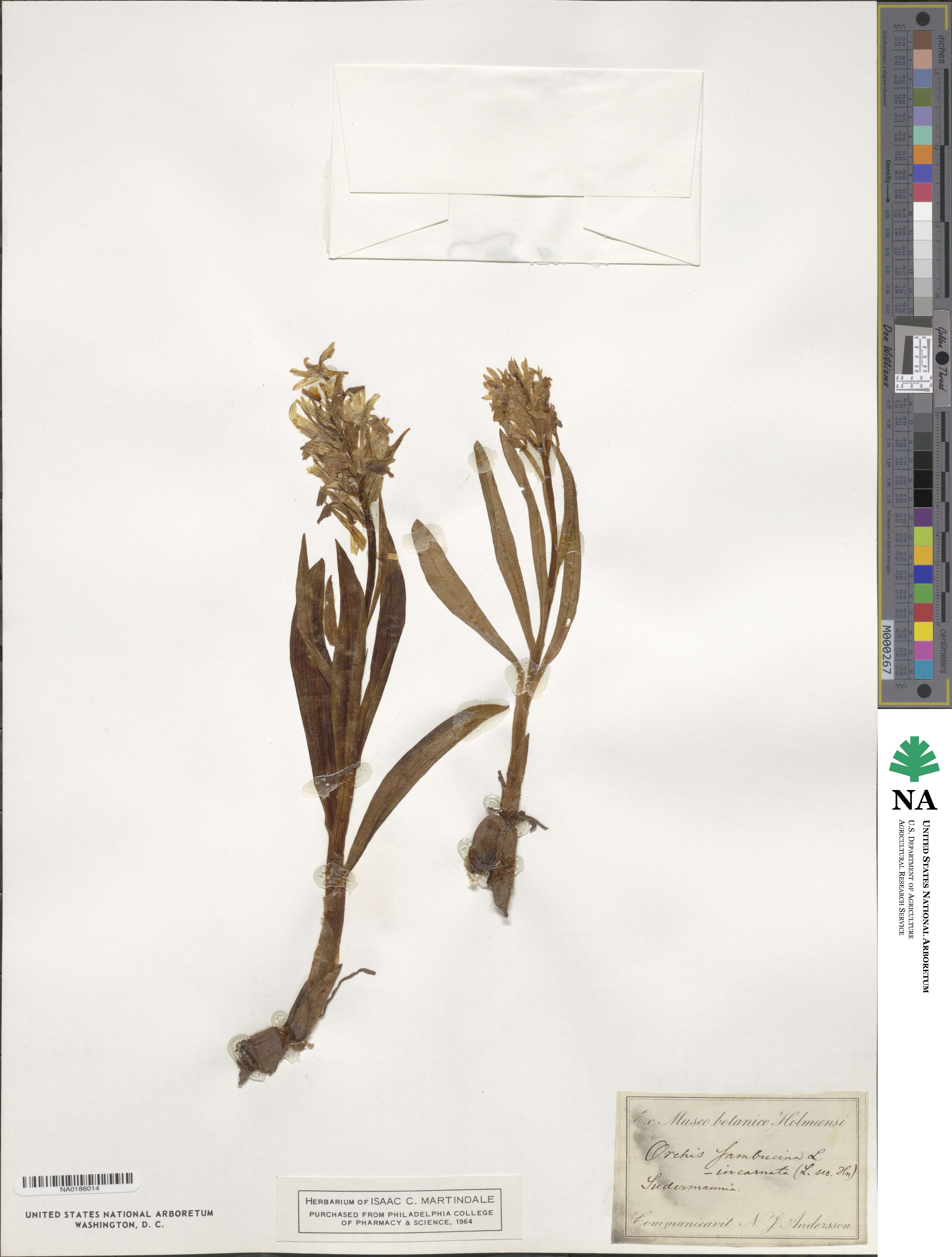 Orchis incarnata image