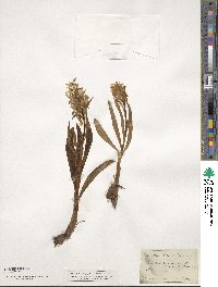 Orchis incarnata image