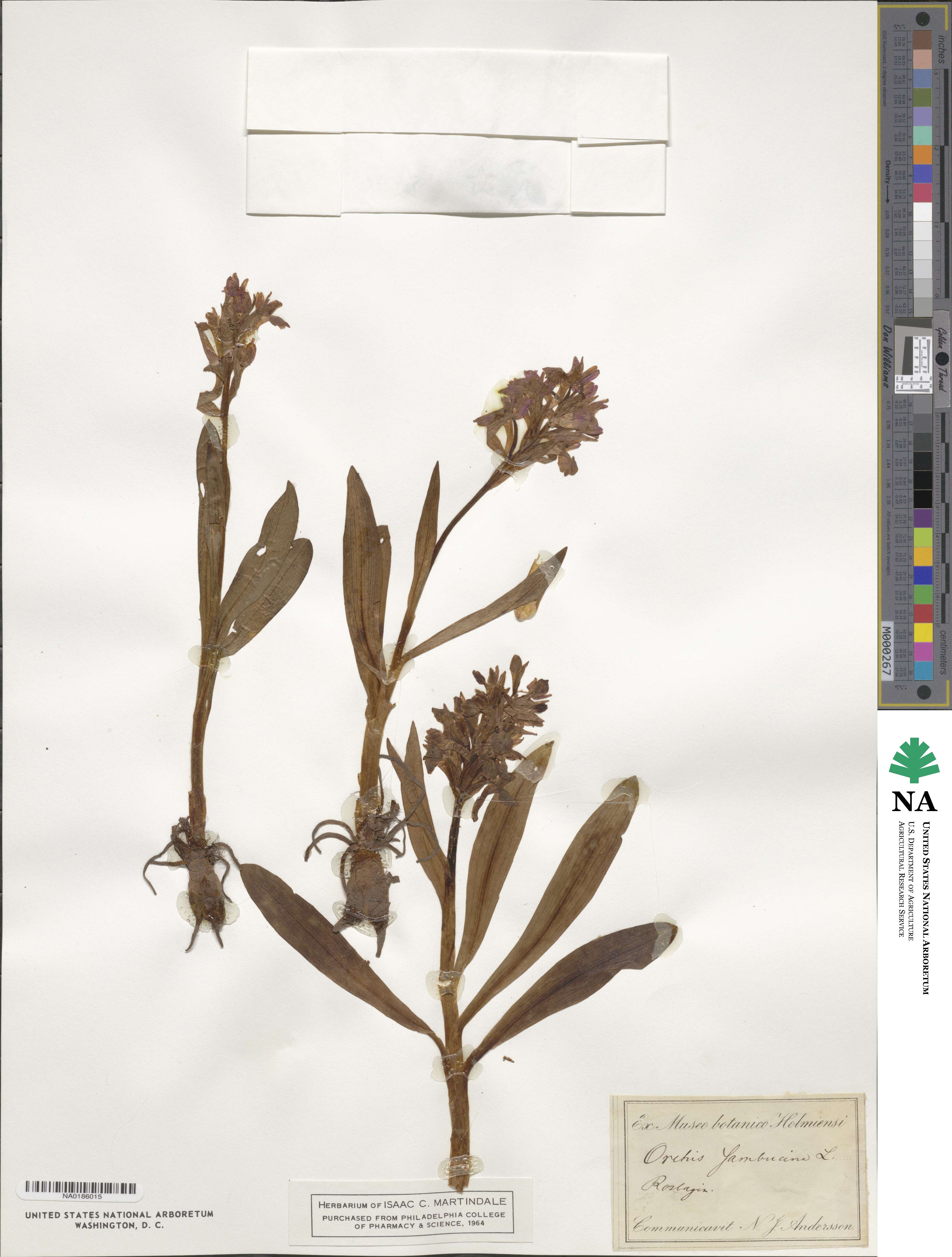 Orchis incarnata image