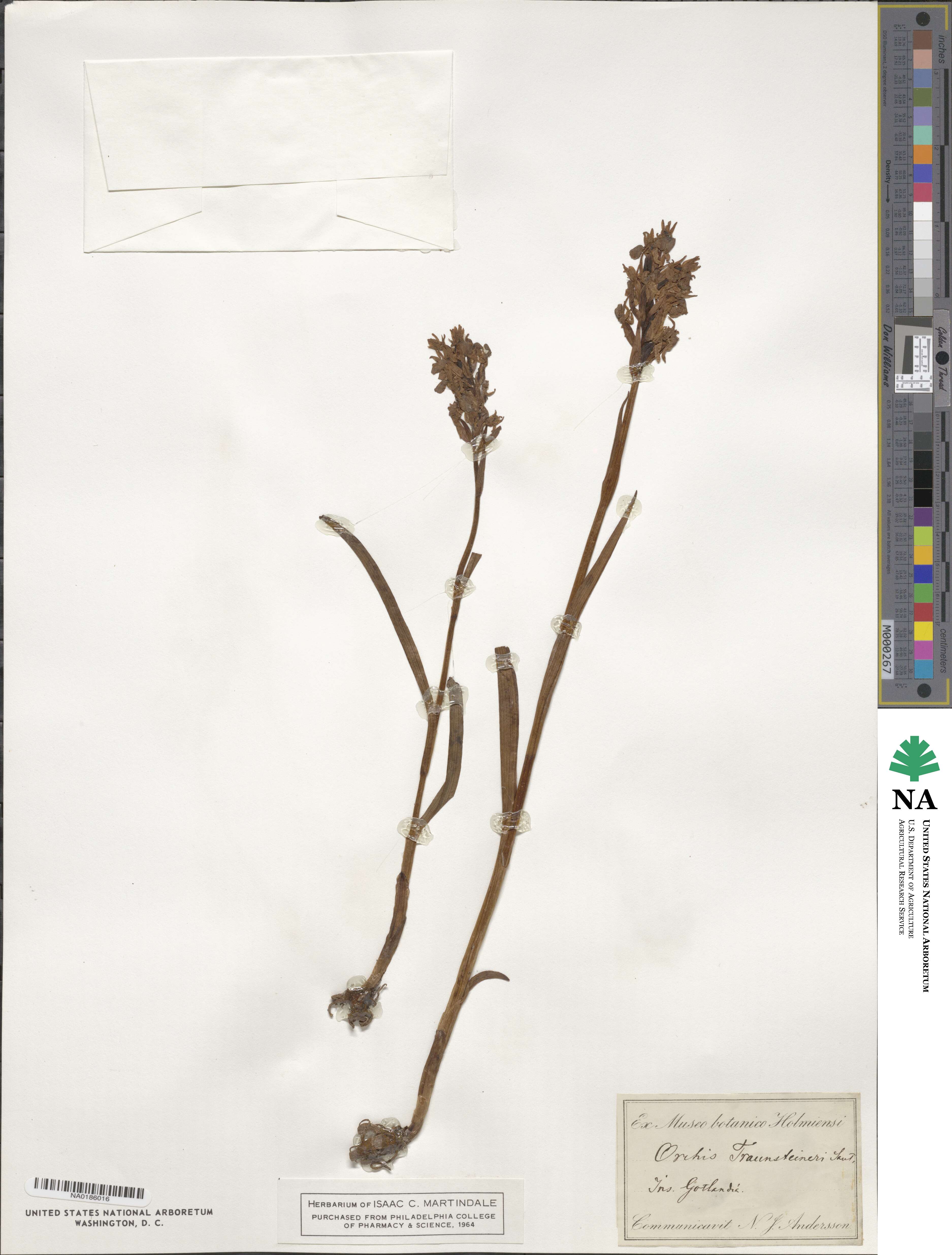 Orchis incarnata image