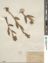 Image of Orchis latifolia