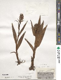 Orchis latifolia image