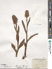 Orchis latifolia image