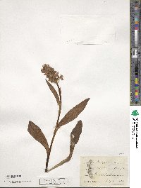 Orchis latifolia image