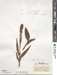 Orchis latifolia image