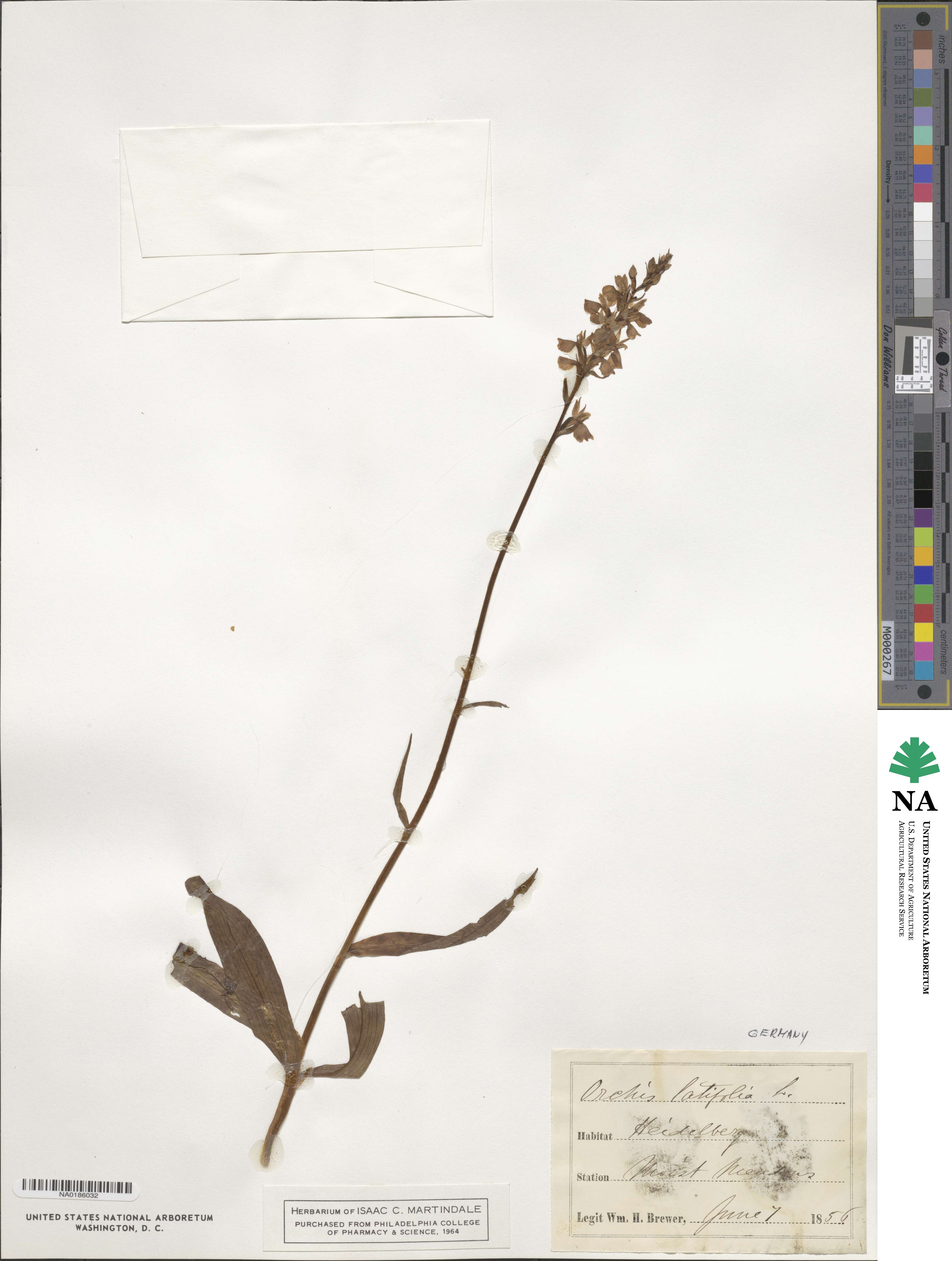 Orchis latifolia image