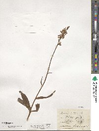 Orchis latifolia image