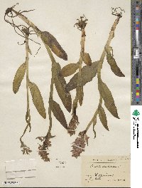 Orchis latifolia image