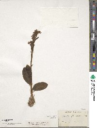 Image of Orchis longibracteata