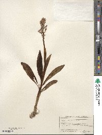 Image of Orchis mascula